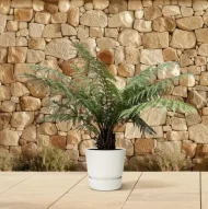 Grote boomvaren Dicksonia Antarctica van 160 cm in witte pot op een terras met stenen achtergrond