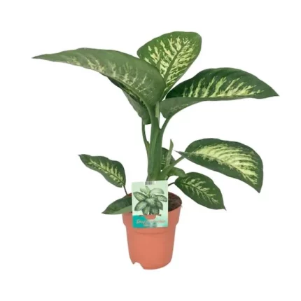 Dieffenbachia seguine Tropic Snow plant in terracottapot met label