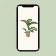 Dieffenbachia Tropic Snow plant weergegeven op smartphone