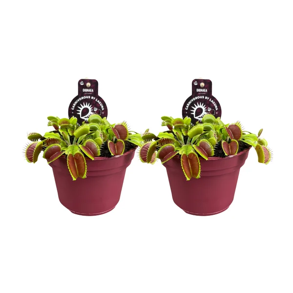 Twee exemplaren van de Dionaea Muscipula met vangbladeren in close-up