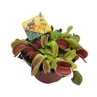 Dionaea Muscipula, Venus vliegenvanger, rood bloempot