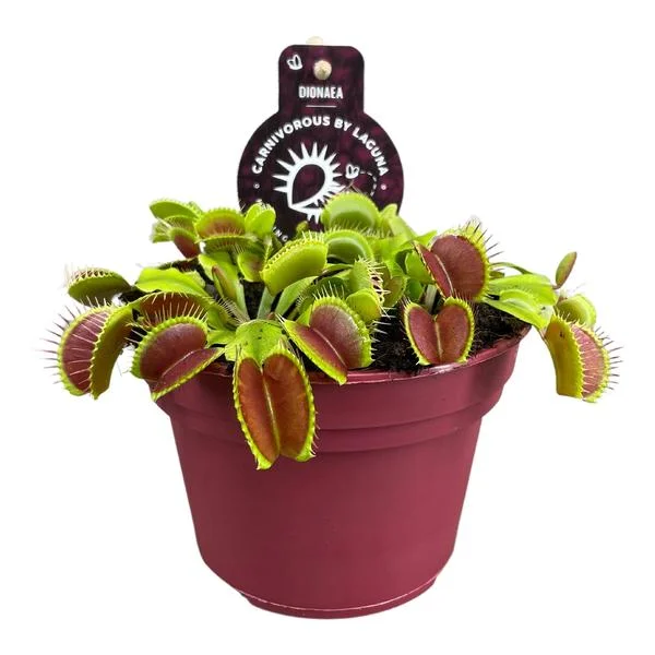 Dionaea Muscipula, Venus vliegenvanger