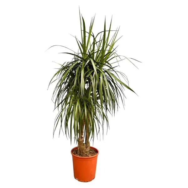 Dracaena Anita Variegata Drakenbloedboom, een kamerplant van 190 cm hoog, gedetailleerd zichtbaar in een eenvoudige pot.