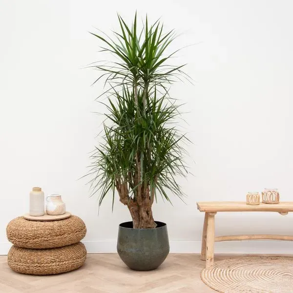 Dracaena Anita Variegata Drakenbloedboom, een kamerplant van 190 cm hoog, geplaatst in een modern en sfeervol interieur.