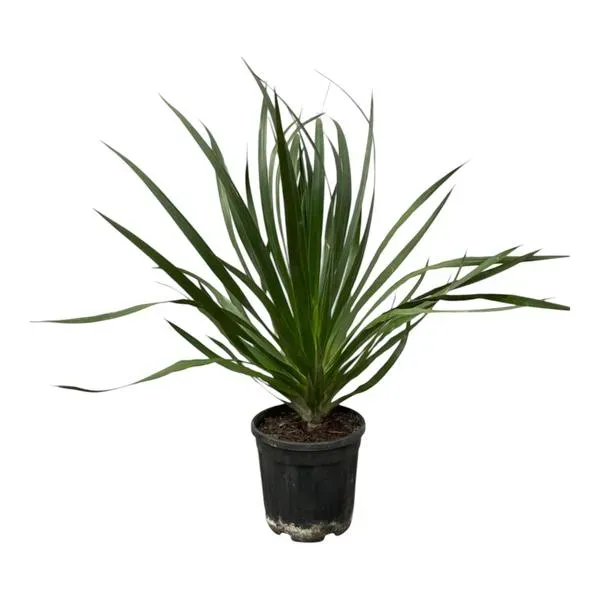 Dracaena Draco, de luchtzuiverende drakenbloedboom kamerplant, 100 cm hoog in een decoratieve pot van 30 cm, ideaal voor elke ruimte in huis of kantoor