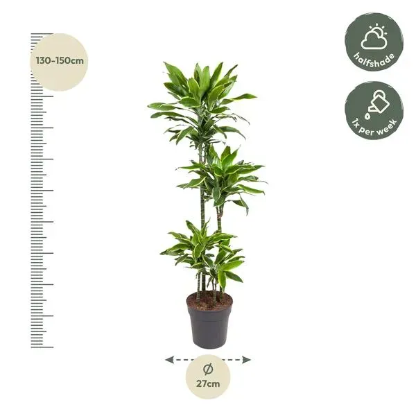 Afmetingen van de Dracaena Golden Coast: hoogte 140 cm, potmaat ø27