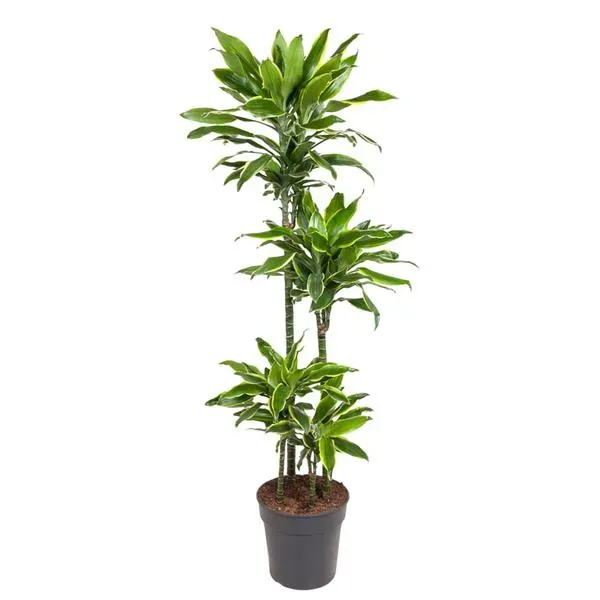 Dracaena Golden Coast, een hoge kamerplant van 140 cm met potmaat ø27