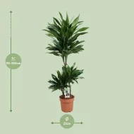 Dracaena Green Jewel met een hoogte van 105 cm en een potmaat van 21 cm, perfect voor woonkamer, kantoor of hal.