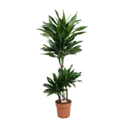 Kamerplant Dracaena Green Jewel, ook bekend als Drakenbloedboom, met een hoogte van 105 cm en een potmaat van 21 cm.