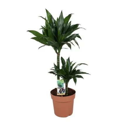 Elegante Dracaena Green Jewel kamerplant, 100 cm hoog, in een pot met een diameter van 21 cm, ideaal voor moderne interieurs.