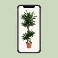 Dracaena Green Jewel, een stijlvolle kamerplant van 105 cm hoog en potmaat 21 cm, weergegeven op een smartphone.