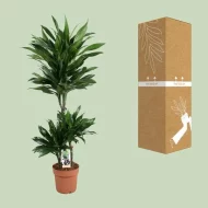 De Dracaena Green Jewel wordt zorgvuldig verpakt in een stevige doos voor veilig transport. Hoogte: 105 cm, potmaat: 21 cm.