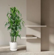 Dracaena Hawaiiana (Hawaiiaanse Drakenplant) 150 cm in moderne interieursetting