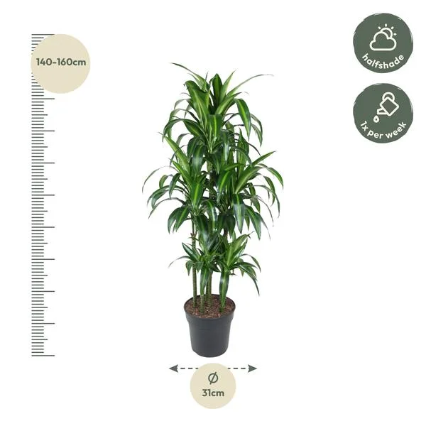 Dracaena Hawaiiana (Hawaiiaanse Drakenplant) 150 cm met indicatie van verzorgingstips en plantmaat