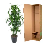 Dracaena Hawaiiana (Hawaiiaanse Drakenplant) 150 cm naast stevige verzendverpakking