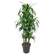 Volledige plant van Dracaena Hawaiiana (Hawaiiaanse Drakenplant) 150 cm in po