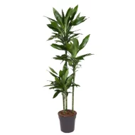 Drakenbloedboom Dracaena Janet Lind van 160 cm hoogte in zwarte pot