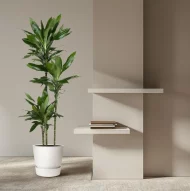 Drakenbloedboom Dracaena Janet Lind in witte pot in modern interieur