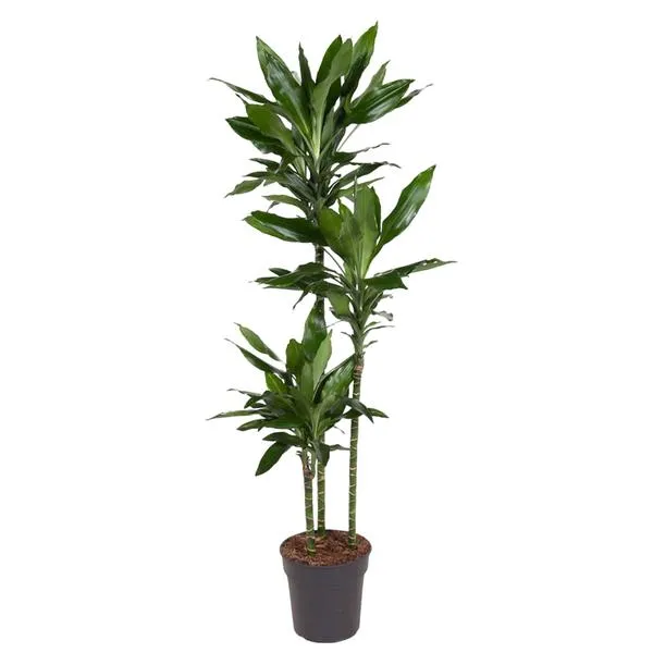 Drakenbloedboom Dracaena Janet Lind van 160 cm hoogte in zwarte pot