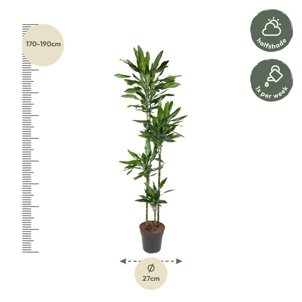 Dracaena Janet Lind, Drakenbloedboom, 180 cm hoog, geschikt voor halfschaduw, vereist 1x per week water