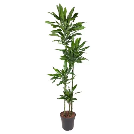 Dracaena Janet Lind, Drakenbloedboom, 180 cm in pot, volle weergave van de plant met groene bladeren