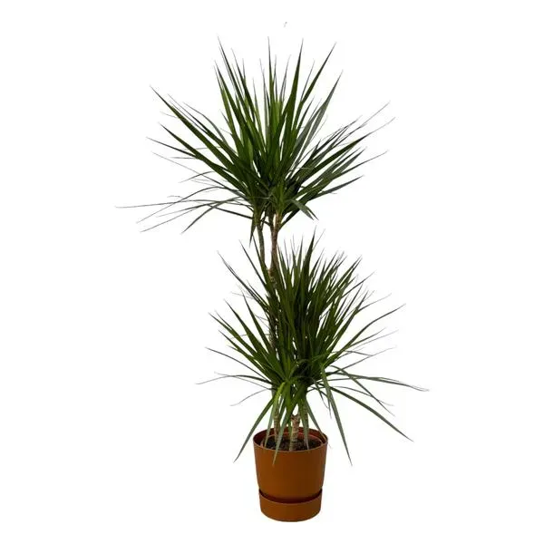 Hoge Dracaena Marginata, ook bekend als Drakenbloedboom, met donkergroene bladeren in een terracotta pot.