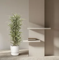 Dracaena Reflexa kamerplant in een moderne woonkamer met witte pot