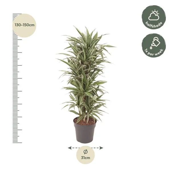 Dracaena Reflexa met hoogte-indicatie en onderhoudsinstructies, geschikt voor halfschaduw