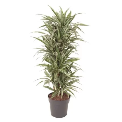 Dracaena Reflexa plant met witte bladeren en groene randen, hoogte 130-150 cm