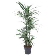 Dracaena Warneckei Drakenbloedboom met gestreept blad in pot, 150 cm hoog