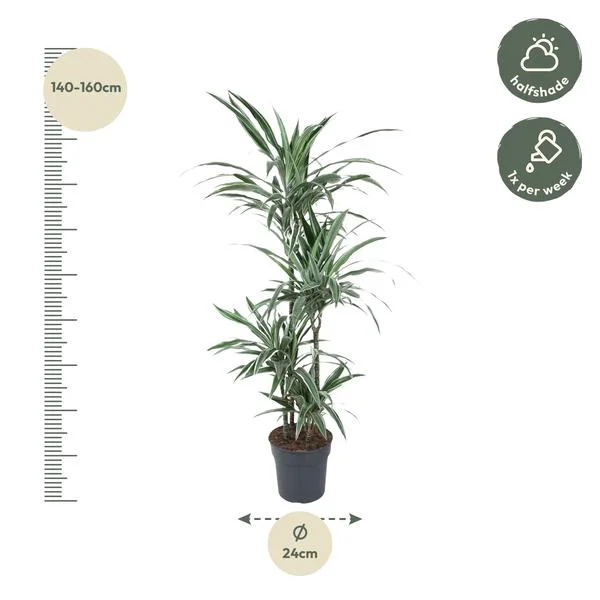 Dracaena Warneckei Drakenbloedboom met afmetingen van 150 cm, halfschaduw, water geven 1x per week