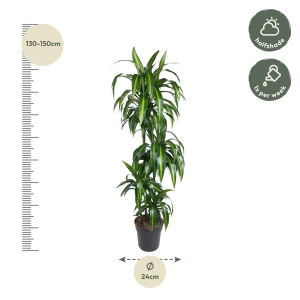 Drakenbloedboom (Dracaena Hawaiiana) van 160 cm met afmetingen en verzorgingstips, zoals halve schaduw en eens per week water geven