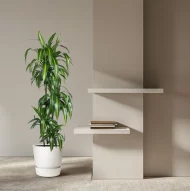 Drakenbloedboom (Dracaena Hawaiiana) van 160 cm hoog in een witte pot tegen een minimalistische beige achtergrond