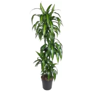 Drakenbloedboom (Dracaena Hawaiiana) plant van 160 cm in een zwarte pot