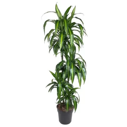 Drakenbloedboom (Dracaena Hawaiiana) plant van 160 cm in een zwarte pot