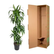 Drakenbloedboom (Dracaena Hawaiiana) van 160 cm naast een kartonnen doos, klaar voor verzending