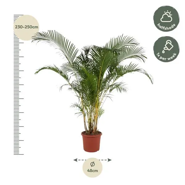 Dypsis Lutescens goudpalm met hoogte van 240 cm en een diameter van 48 cm in pot.