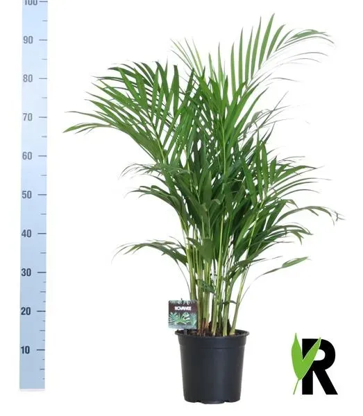 Dypsis Lutescens Goudpalm kamerplant met een hoogte van 100 tot 120 cm in een zwarte pot