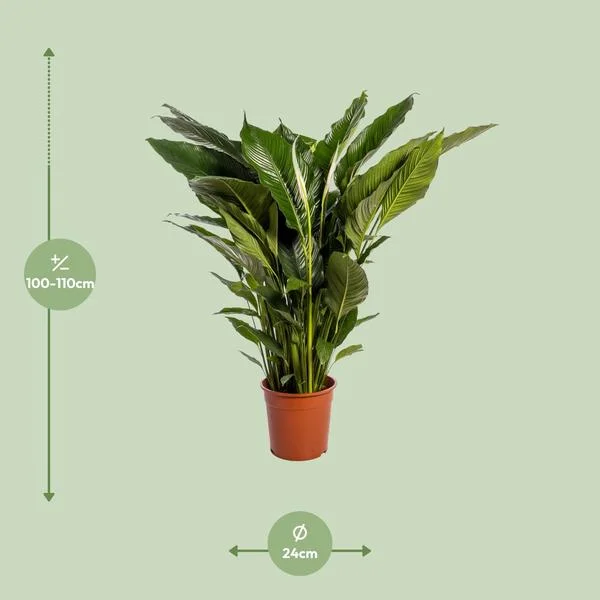 Lepelplant Spathiphyllum met afmetingen, toont een hoogte van 100-110 cm en een potdiameter van 24 cm