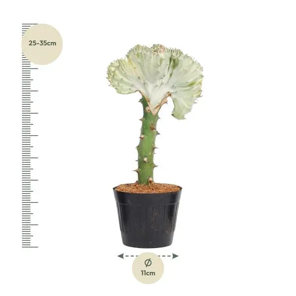 Afmetingen van de Euphorbia lactea Cristata wit, 30 cm hoog en 11 cm diameter pot