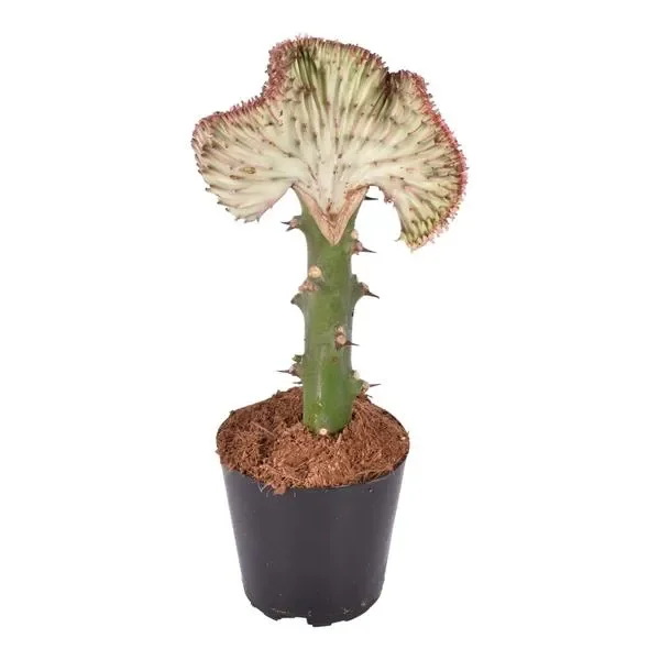 Zijaanzicht van de Euphorbia lactea Cristata, ook wel koraalcactus genoemd, in een zwarte pot.