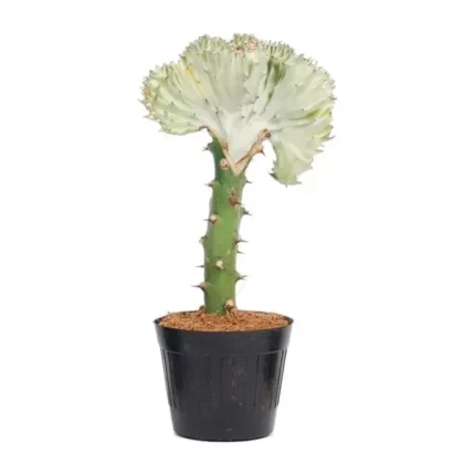 Euphorbia lactea Cristata wit in een zwarte pot, unieke koraalcactus met een witte top