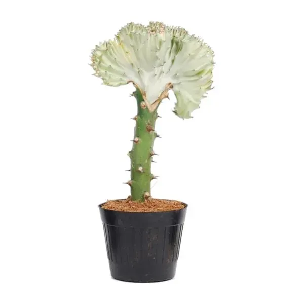 Euphorbia lactea Cristata wit in een zwarte pot, unieke koraalcactus met een witte top