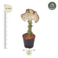 Wolfsmelk Euphorbia lactea Cristata rood, 30-40 cm hoog, ideaal voor halfschaduw en binnenruimtes.