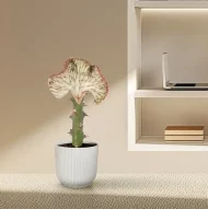 Wolfsmelk Euphorbia lactea Cristata rood in een decoratieve witte pot in een moderne woonkamer.