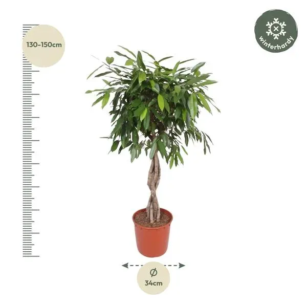 Kamerplant Ficus Amstel King met gevlochten stam, hoogte 140 cm en pot van 34 cm diameter