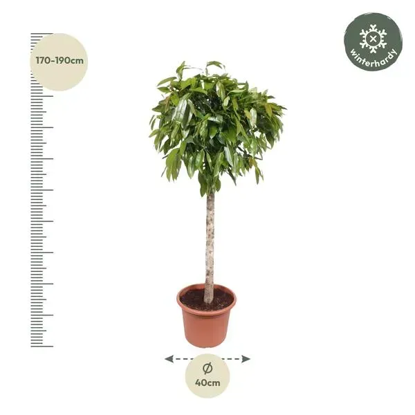 Ficus Amstel King kamerplant met afmetingen, 180 cm hoog en een potdiameter van 40 cm, geschikt voor elke ruimte