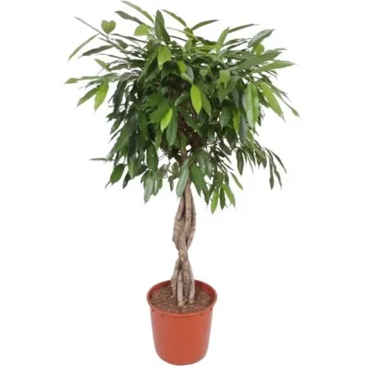 Ficus Amstel King kamerplant met gevlochten stam, hoogte 140 cm en potdiameter 34 cm