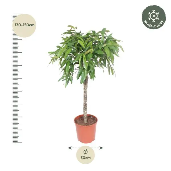 Gedetailleerde afmetingen van de Ficus Amstel King kamerplant: hoogte van 140 cm en potdiameter van 30 cm.