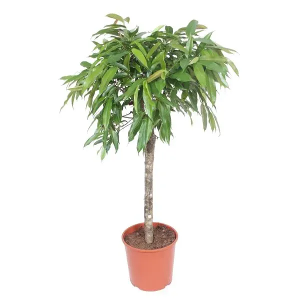 Ficus Amstel King kamerplant met een volle groene bladerkroon, ideaal voor het verbeteren van luchtkwaliteit en sfeer in huis.